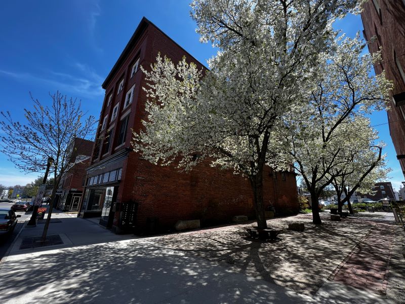 A tree with white blossoms stands in front of a red brick building.